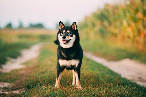 Black And Tan Shiba Inu Dog Outdoor In Countryside Road.
