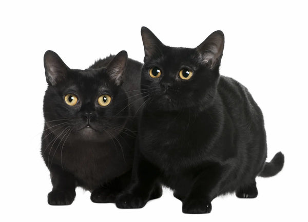 black cat breeds wiyh yellow eyes