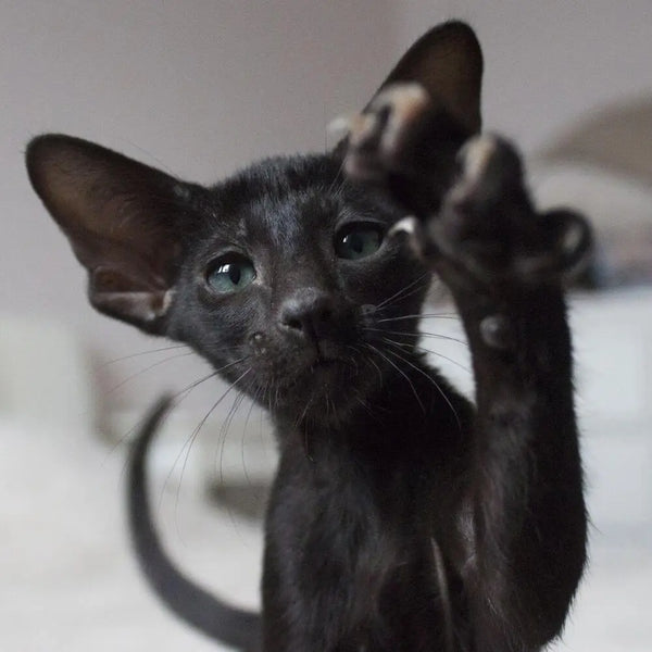 black siamese cat traits