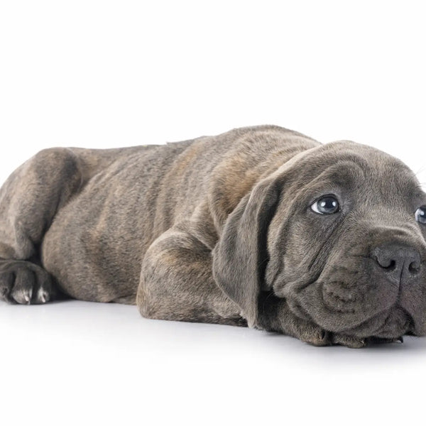 Blue brindle deals cane corso puppy