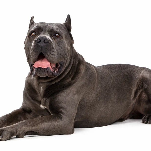 Gray cane hotsell corso blue eyes