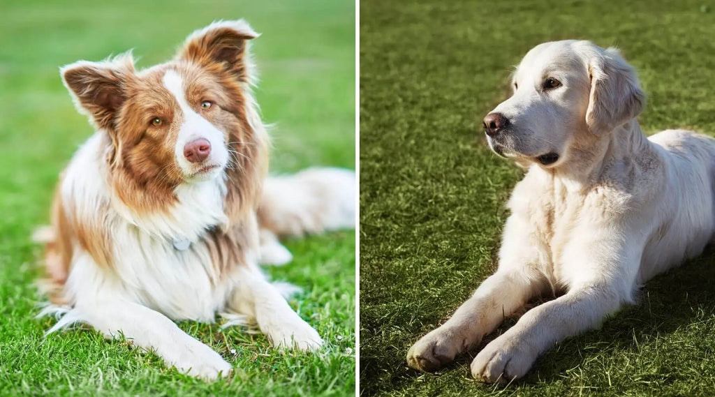 Border collie x golden retriever deals for sale