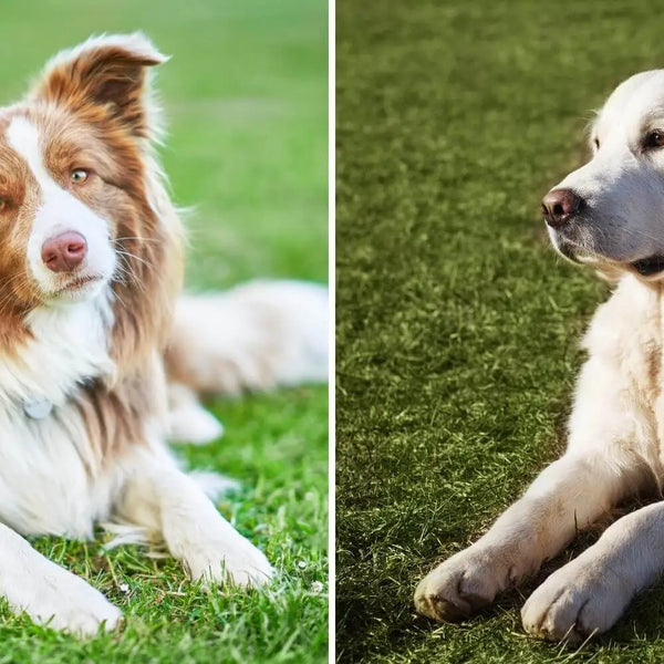 Border collie x 2024 retriever