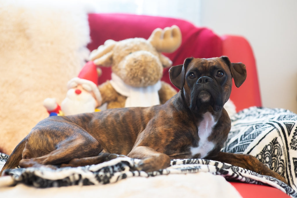 Boxer Lifetime How Long Do Boxers Live? A Comprehensive Guide