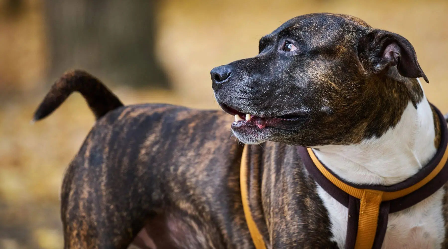Brindle Rabiit Brindle Pitbull: Excelent Family Pets, Stunning Coat