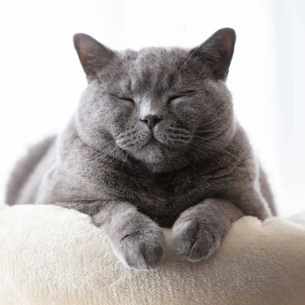 are british shorthair cats good with dogs