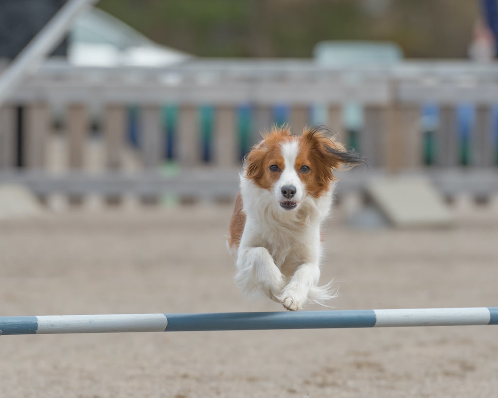 Unleashing The Power Of Agility Training For Dogs unleashing-the-power-of-agility-training-for-dogs