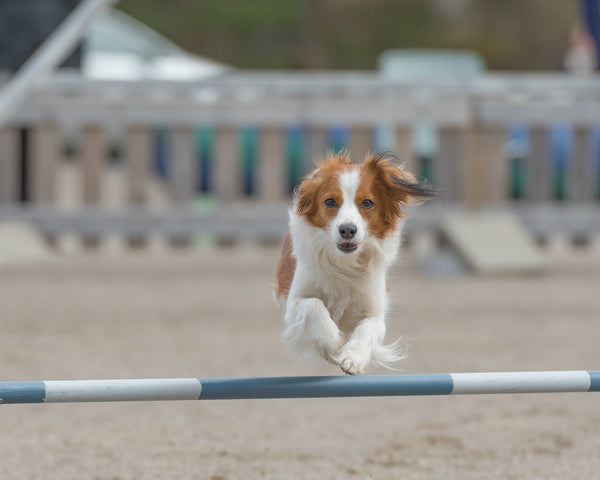 Brown Kooikerhondje dog training and jumping over the agility hurdle