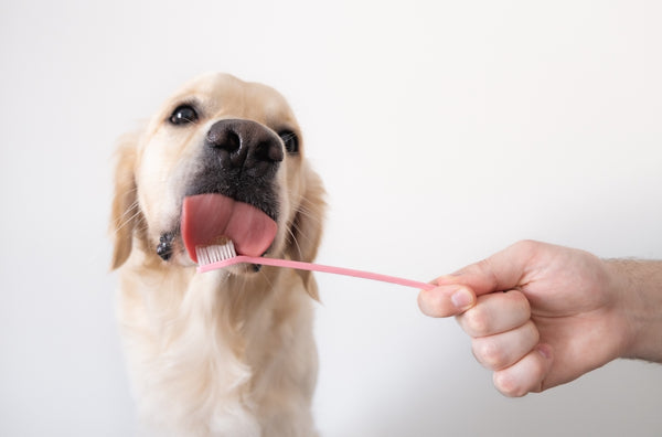Brushing a dog's teeth. Male hand holds animal toothbrush.