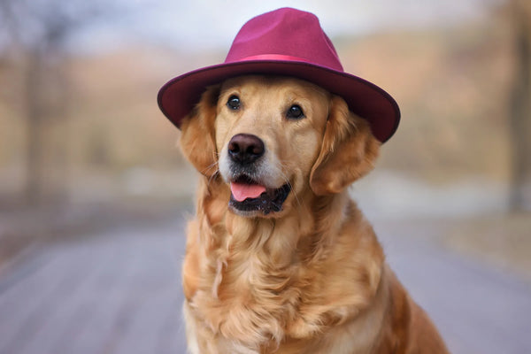 Can Dogs See Color? Five Senses In Dogs ( Detailed Information)