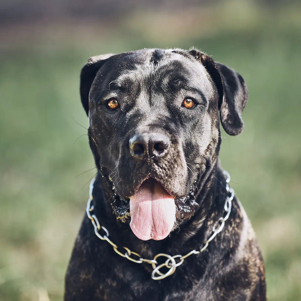 How Strong Is a Cane Corso's Bite Force? Facts, Safety Concerns & FAQ