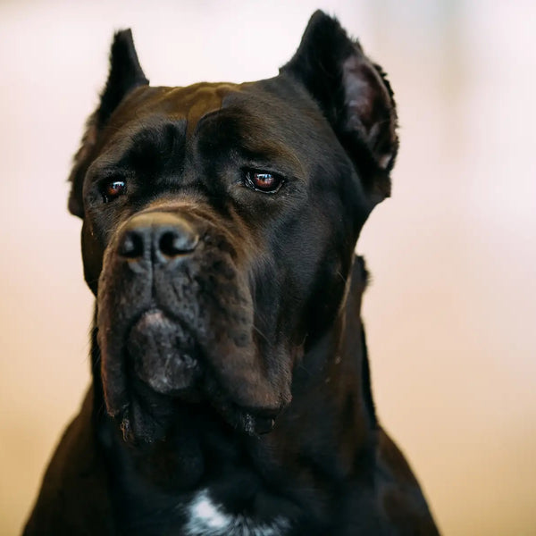 Cane Corso, Weight, Colors, History, Temperament, & Facts