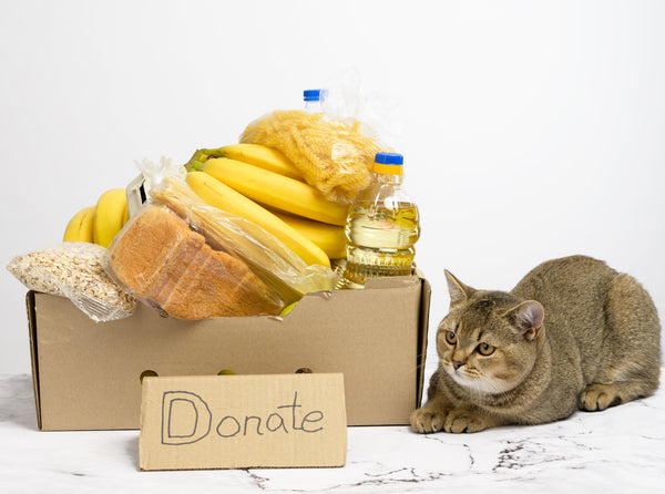 Cardboard box with various products, fruits, pasta and sunflower oil in a plastic bottle and a cat sitting in front of it