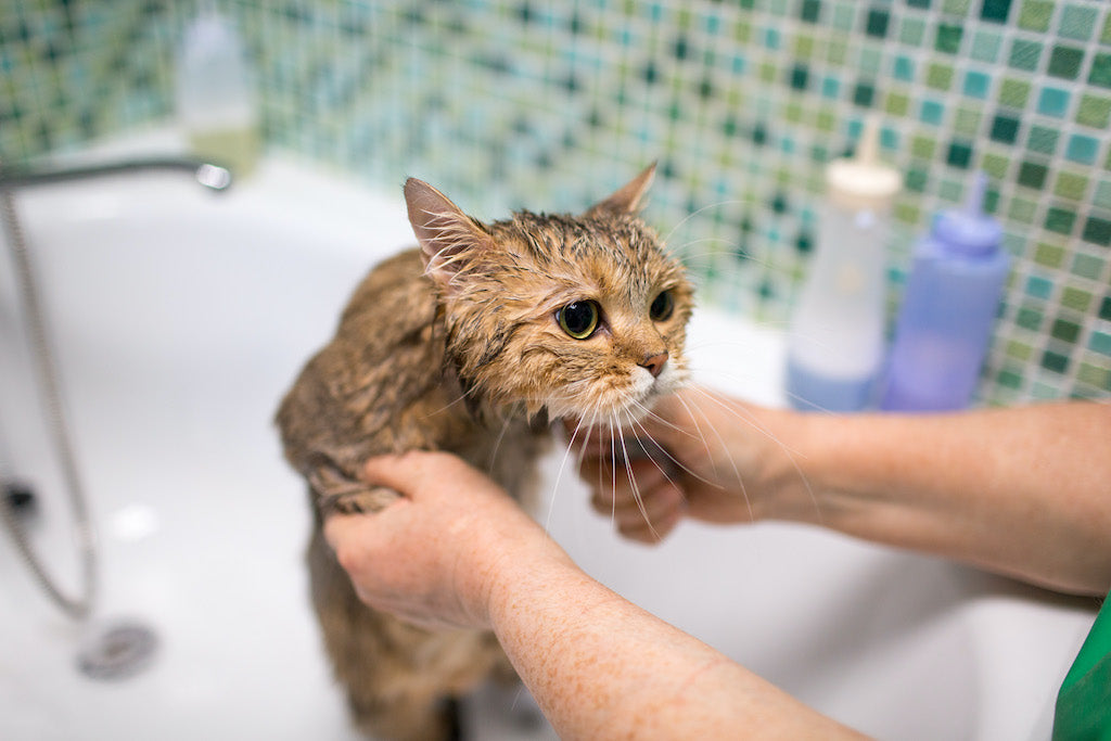 Decoding the Enigma Why Do Cats Hate Water?