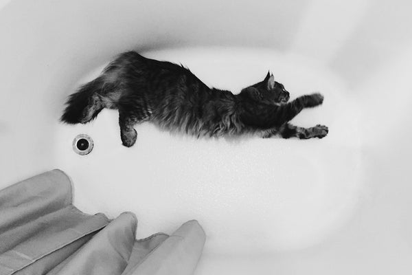 Can Cats Swim? Exploring the Feline Relationship with Water
