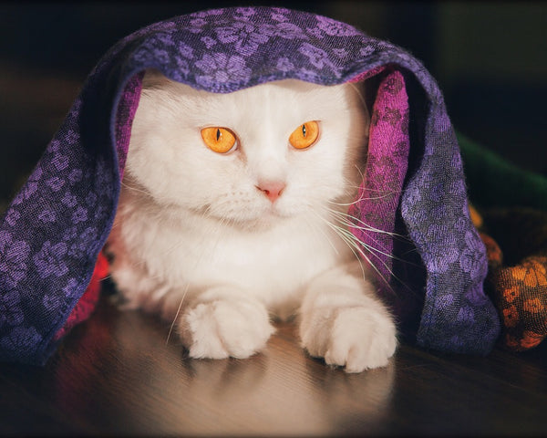 Cat under colorful scarf