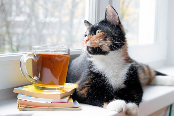 Cat with tea on the window