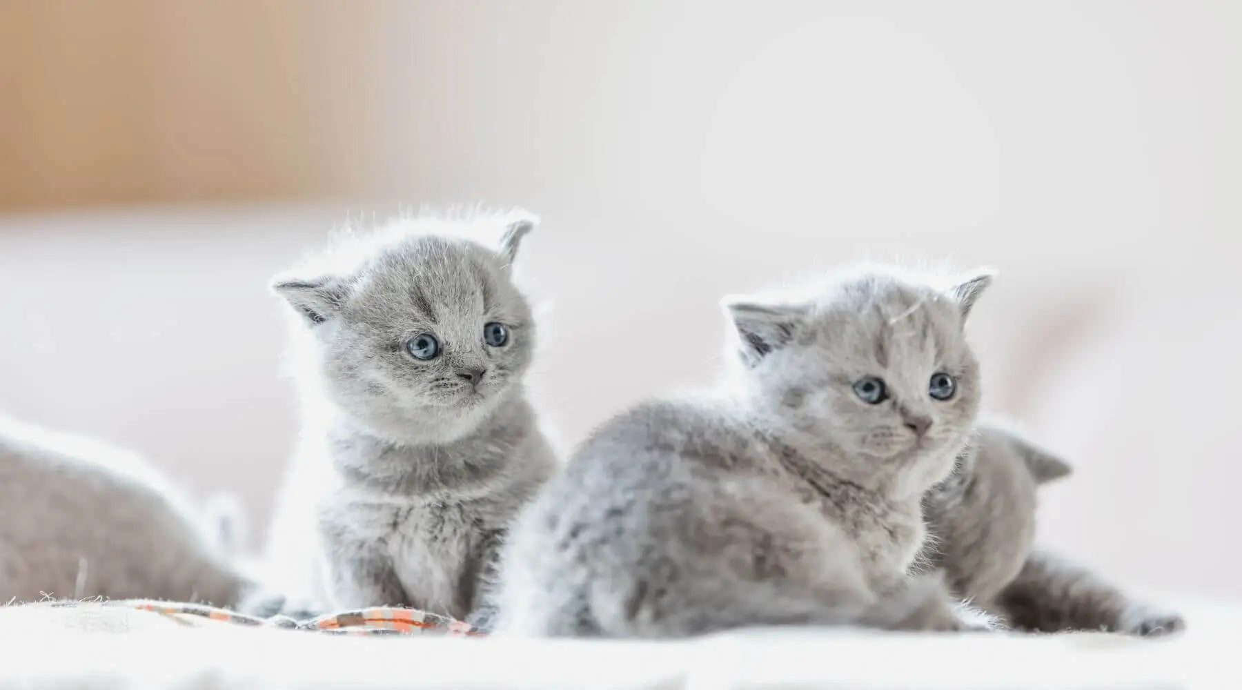 How to Find Cat Breeders Near Me (Choose a good cat breeder)