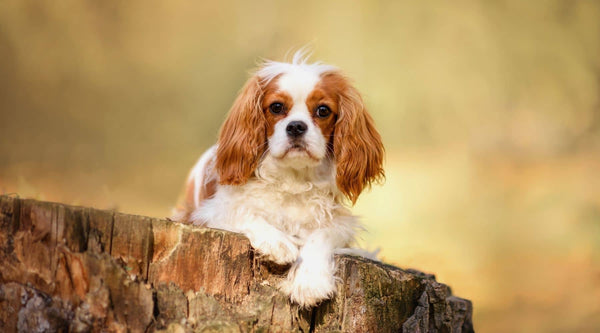 cavalier king charles spaniel dog is looking from a hill