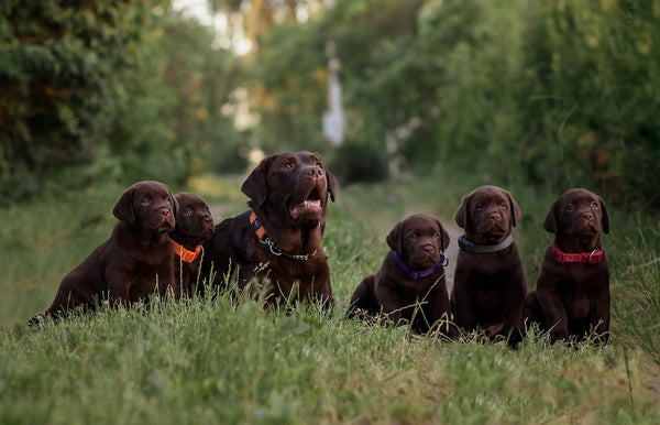 chocolate labrador dog with labrador puppies outdoors in summer.
