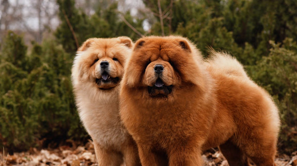 two chinese chow chow dogs 