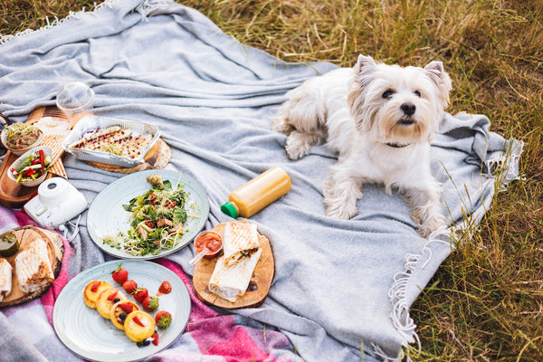 Close-up cute little dog lying on a picnic blanket with a variety of