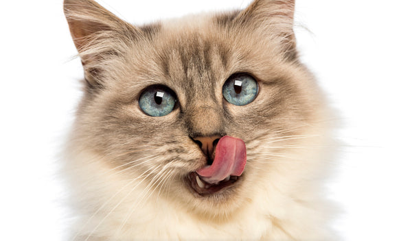 Close-up of a Birman licking against a white background