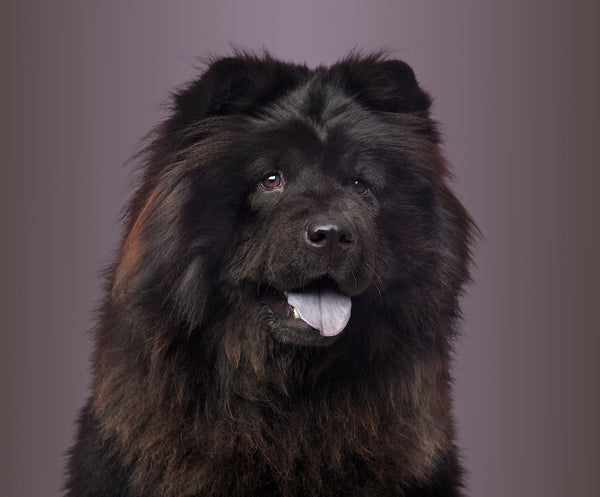 Close-up of a Chow Chow panting on a colored background