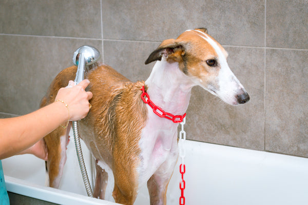 Close-up of a greyhound while being given a bath in a veterinary clinic.