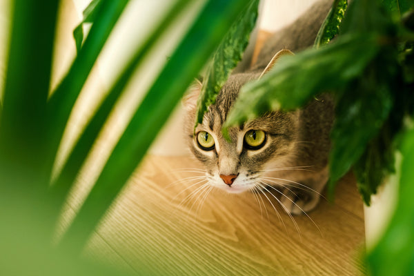 Close-up portrait of a gray domestic cat through green leaves of domestic plants.