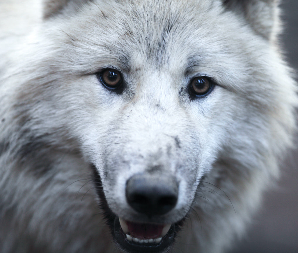 Wolf Dogs: A Beautiful Blend of Wild and Domestic