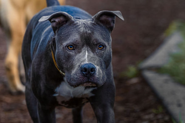 Closeup of a gray pit bull in a park