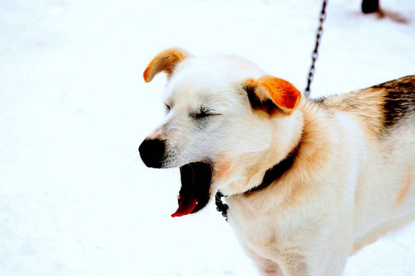 Closeup of a Labrador Husky yawning, standing in the snow with a leash.