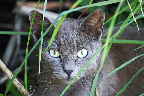 Closeup shot of a grumpy chartreux cat in a field at daytime
