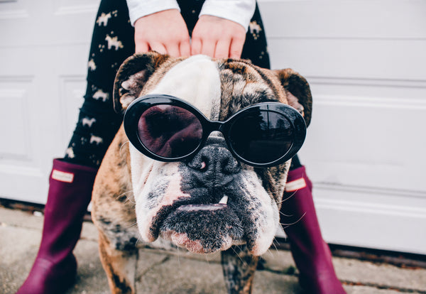 Cool Bulldog with sunglass looking into the camera