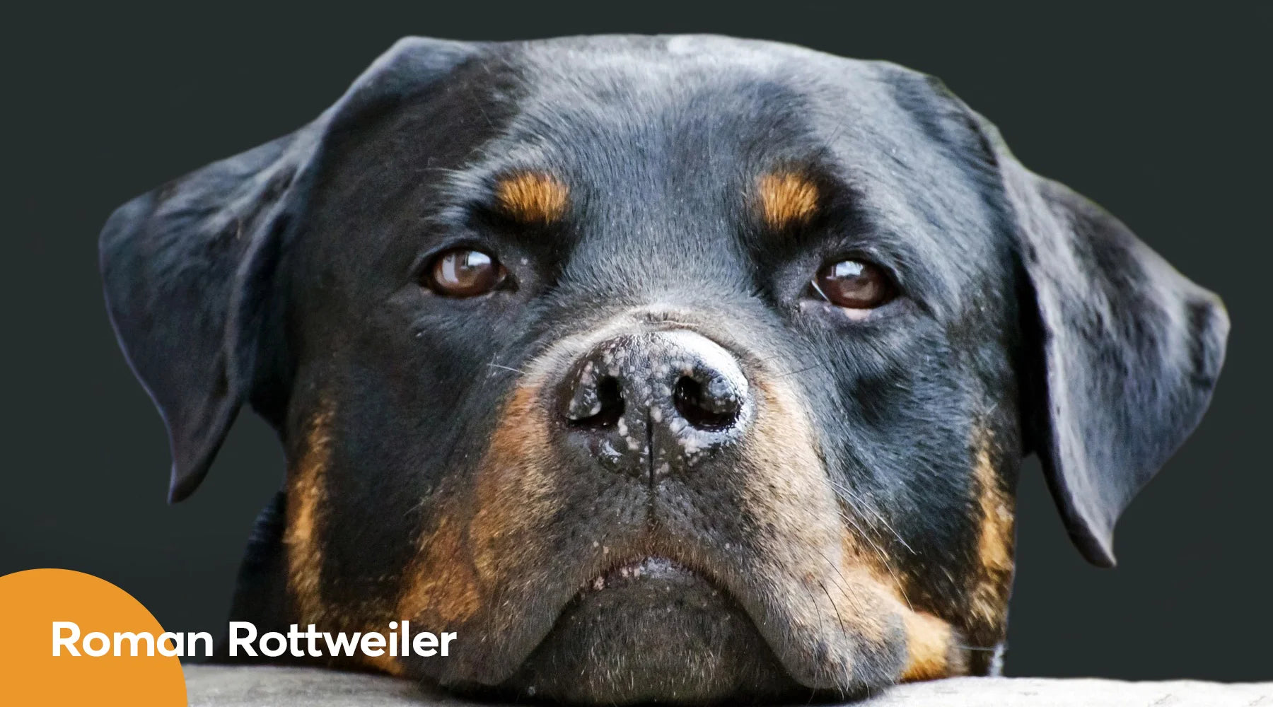 Roman Rottie Roman Rottweiler - Complete Guide To This Popular Breed
