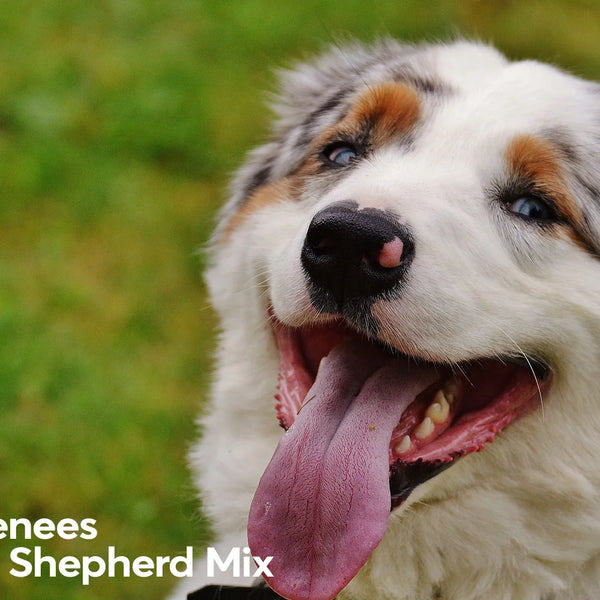 australian shepherd pitbull mix puppies