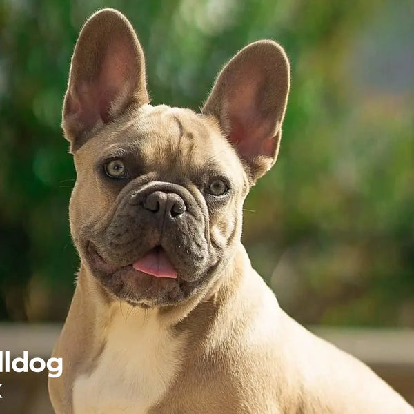 French online bully pitbull