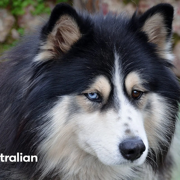 Husky and top aussie mix