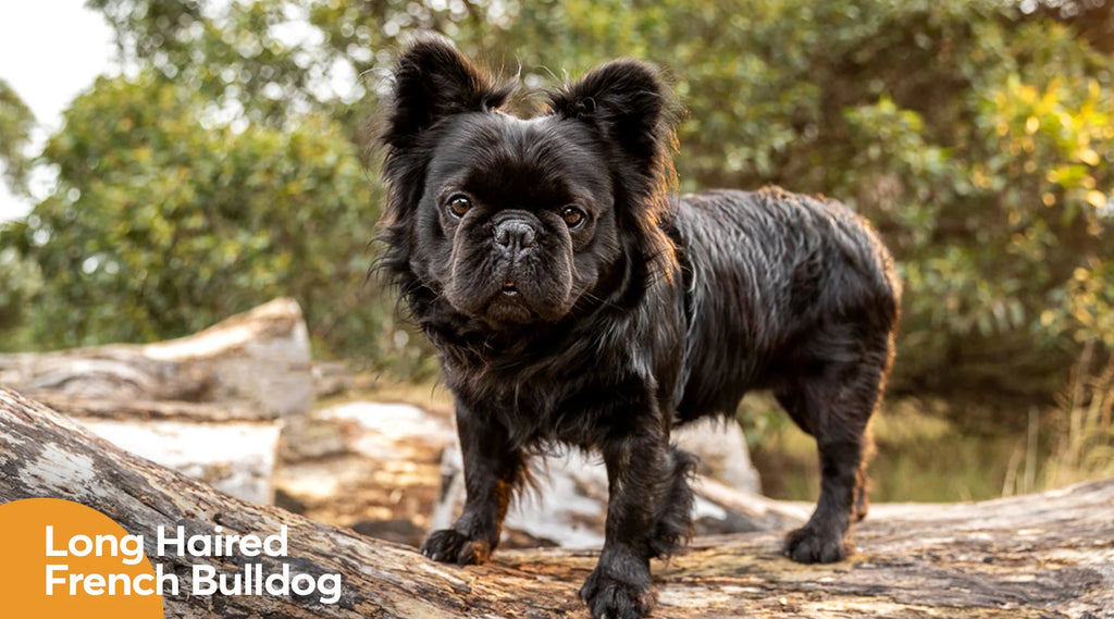 Long Haired French Bulldog And Interesting Facts About Frenchies