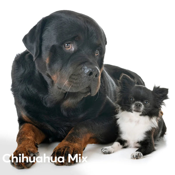 are rottweilers good with chihuahua? 2