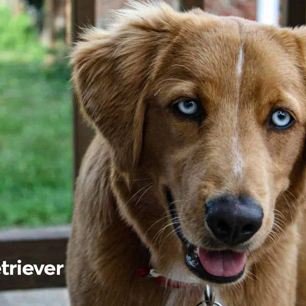 Husky x golden retriever for best sale sale