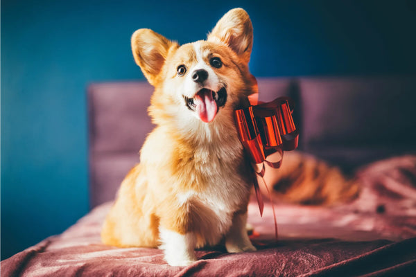 What Is A Cowboy Corgi?Why Should You Care?Let's Learn.