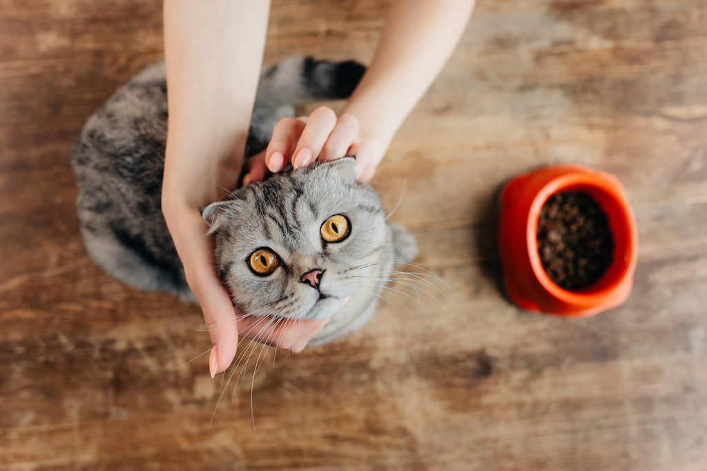 How Long Can Cats Go Without Food?