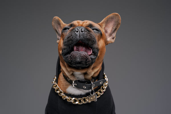 Crying french bulldog dressed in sweater and golden chain