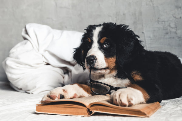  Cute Bernese Mountain Dog with red shirt on blanket with a book and glasses