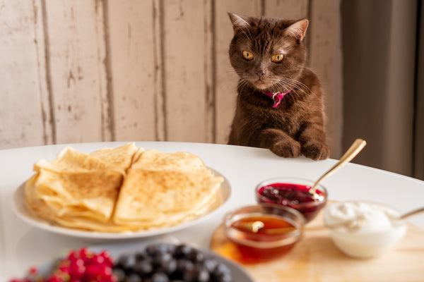 Cute brown cat looking at appetizing homemade pancakes on plate on kitchen table