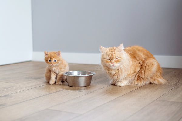 Cute cat and kitten near bowl with food at home