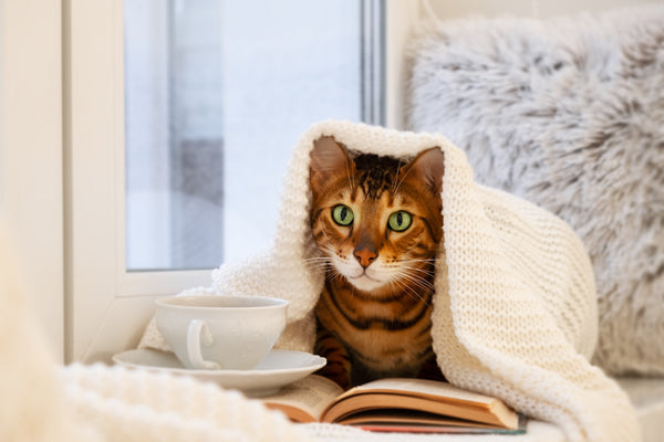 Can Cats Get Colds? Understanding Cat Upper Respiratory Infection