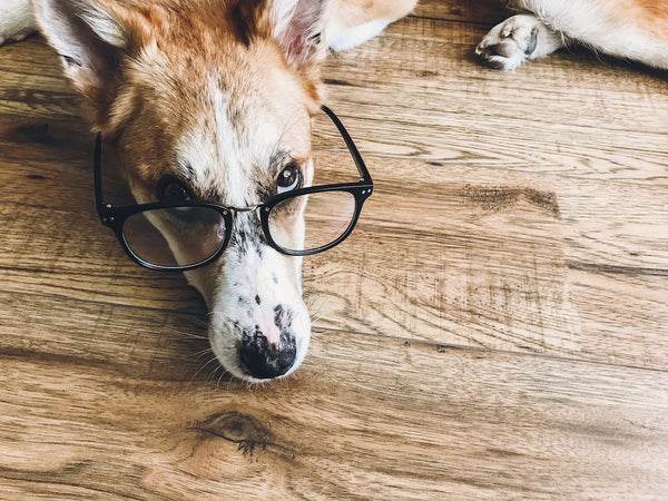 Seeing Eye to Eye: Comparing Dog Vision and Human Vision